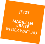 JETZT MARILLEN ERNTE IN DER WACHAU