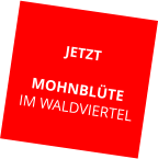 JETZT MOHNBLÜTE IM WALDVIERTEL